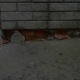brick repair services in Toronto